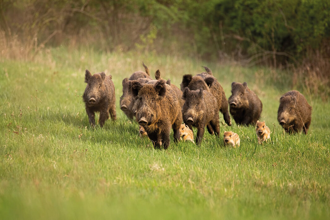 Firmata l'ordinanza per le misure di prevenzione contro la peste suina