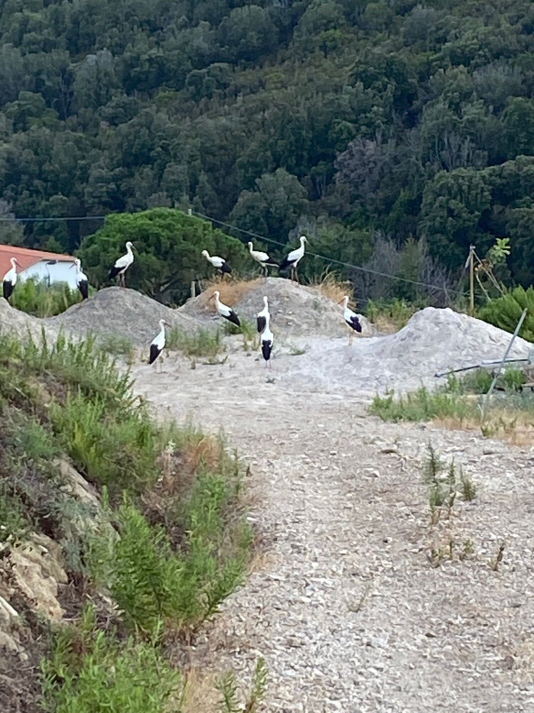 Uno stormo di cicogne è arrivato in piena estate all'Isola d'Elba (foto Legambiente)