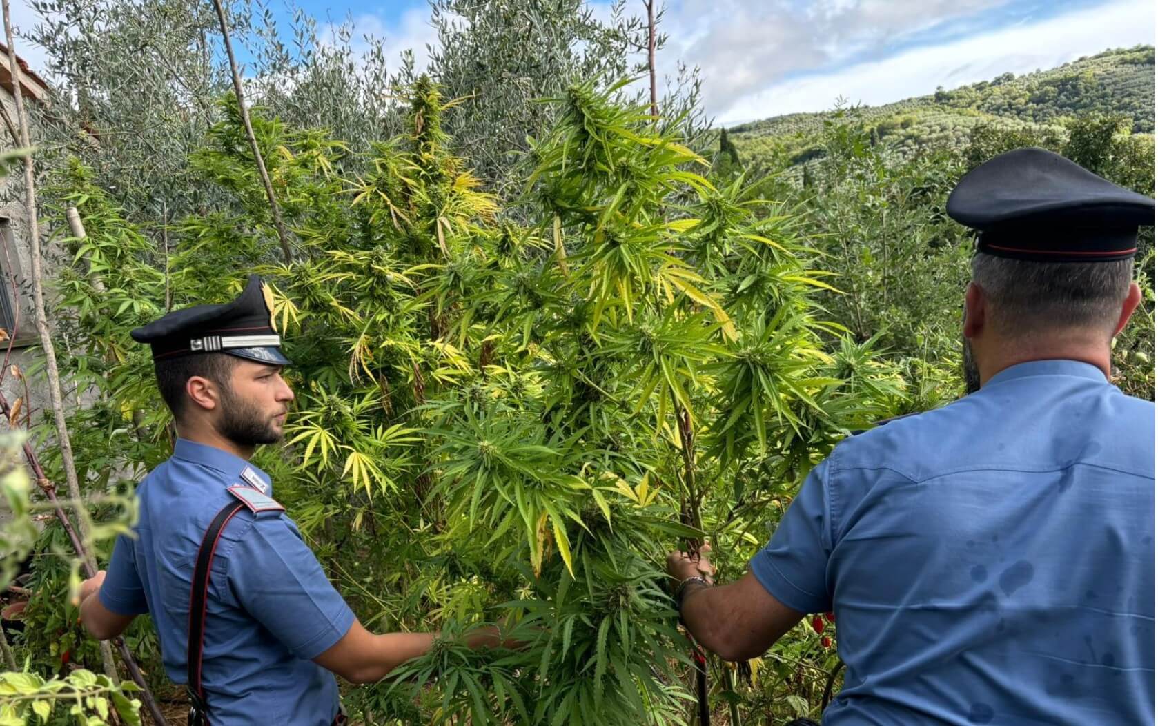 Carabinieri scoprono una piantagione di canapa a Castiglion Fiorentino