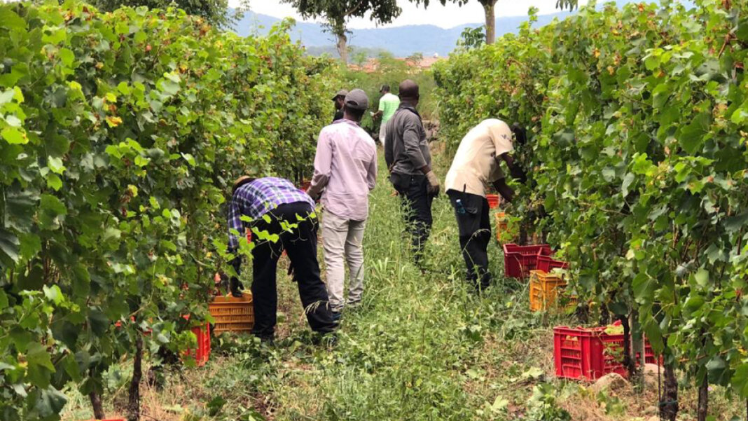 Vendemmia, blitz contro il caporalato: scoperti 16 operai in nero