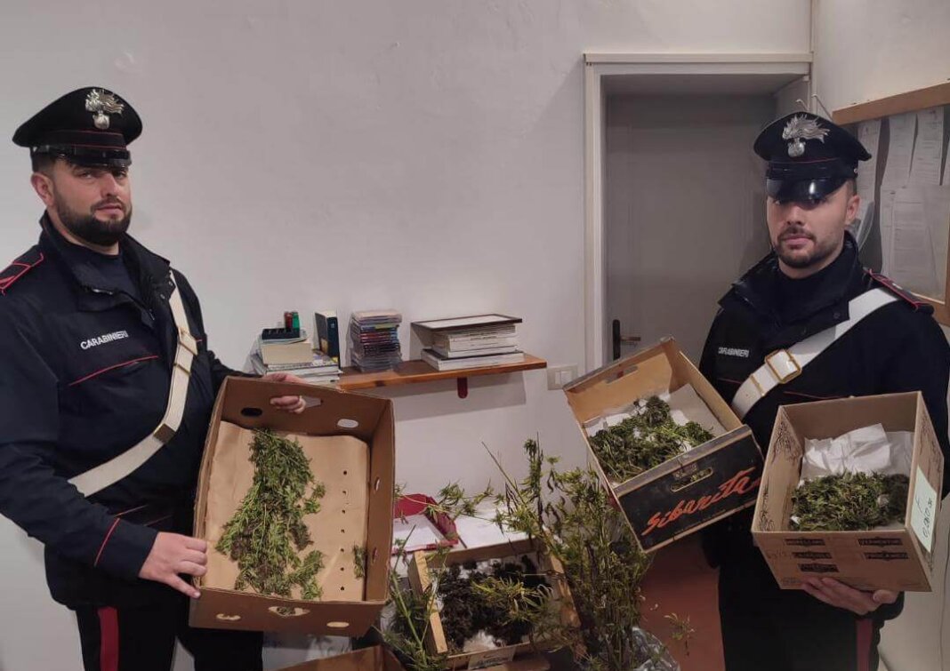 Coltiva cannabis nel bosco: arrestato un sessantenne