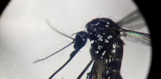 Dengue, in focolai in Italia prevale trasmissione a breve distanza: entro 400 metri