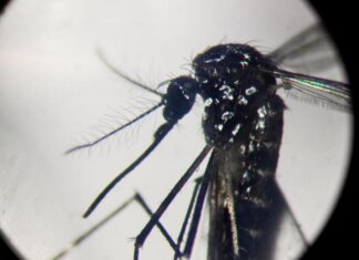 Dengue, in focolai in Italia prevale trasmissione a breve distanza: entro 400 metri