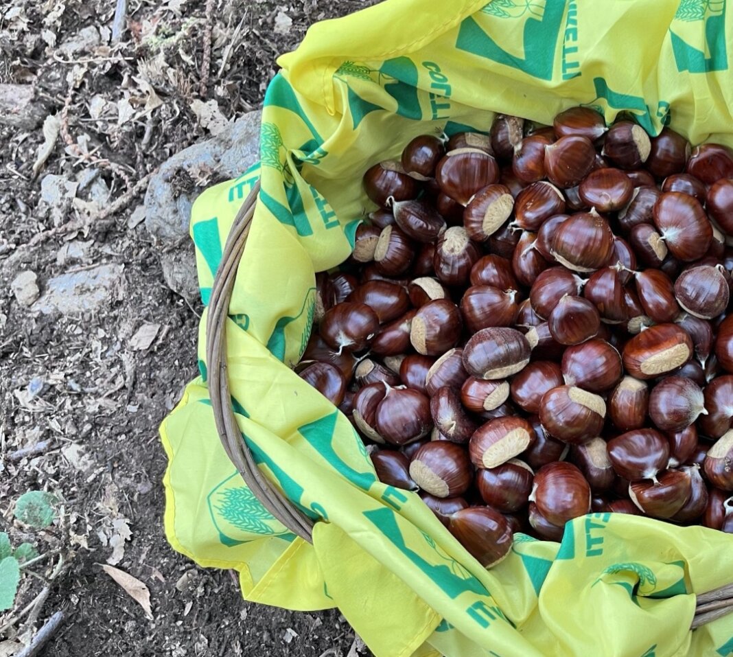 Raccolta castagne in Toscana, Coldiretti: 