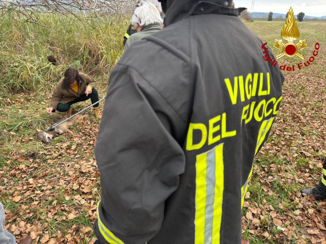 Giovane esemplare di lupo ferito trovato a bordo strada sull'Aurelia