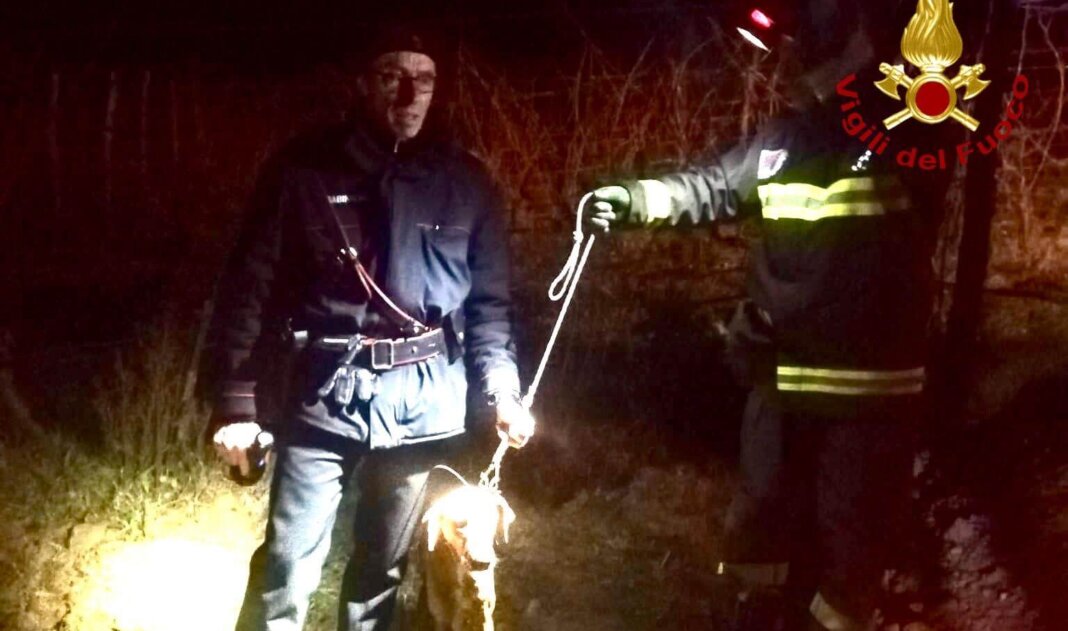 Salvato dai vigili del fuoco un cane rimasto intrappolato in un canale di scolo