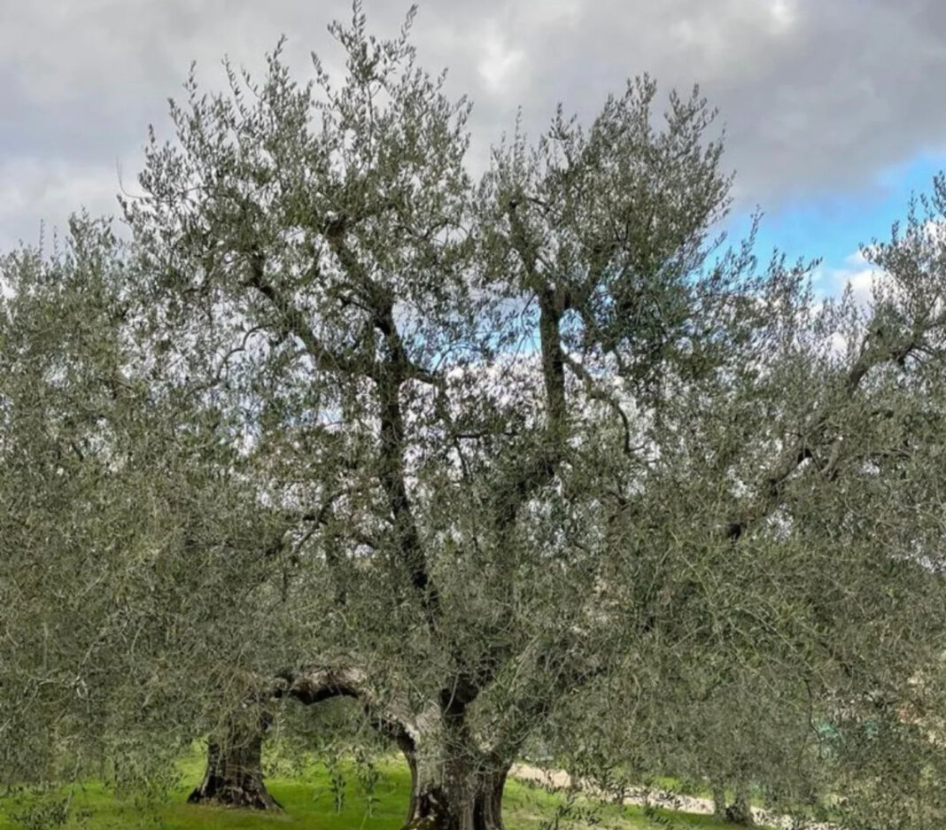 Olio extravergine toscano Igp: boom richieste per certificazione