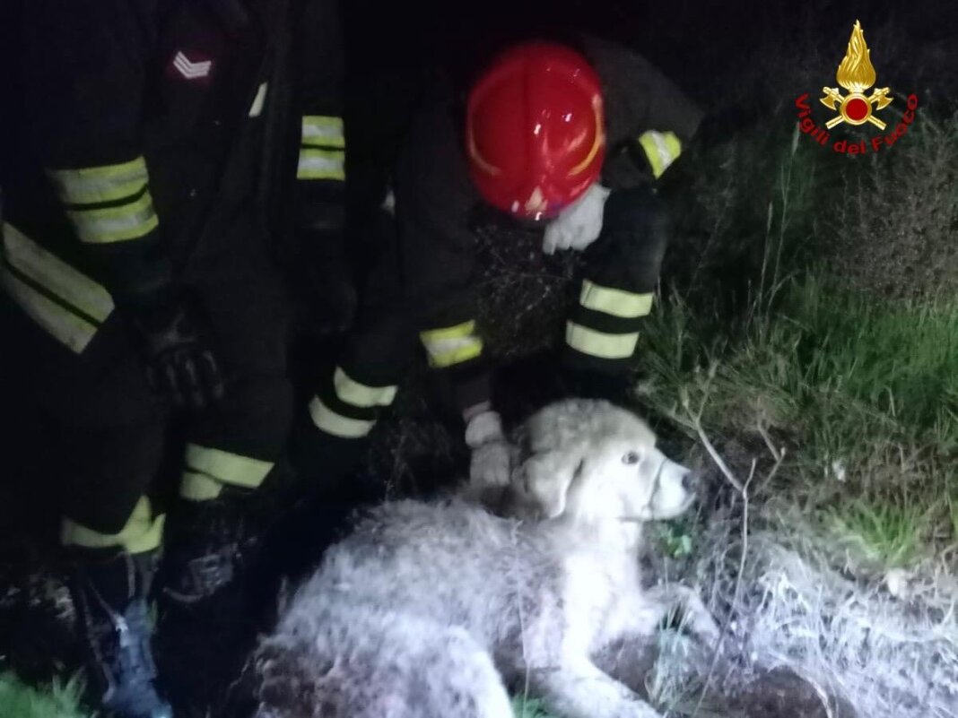 Pastore maremmano salvato dopo la caduta in un fossato