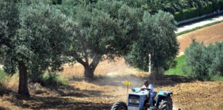 Agricoltura: aperta misura ‘Generazione Terra’ di Ismea, 120 milioni a giovani per acquisto terreni
