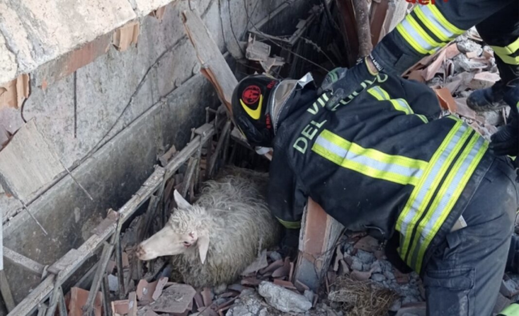 Crolla un ovile in provincia di Siena: coinvolte 40 pecore