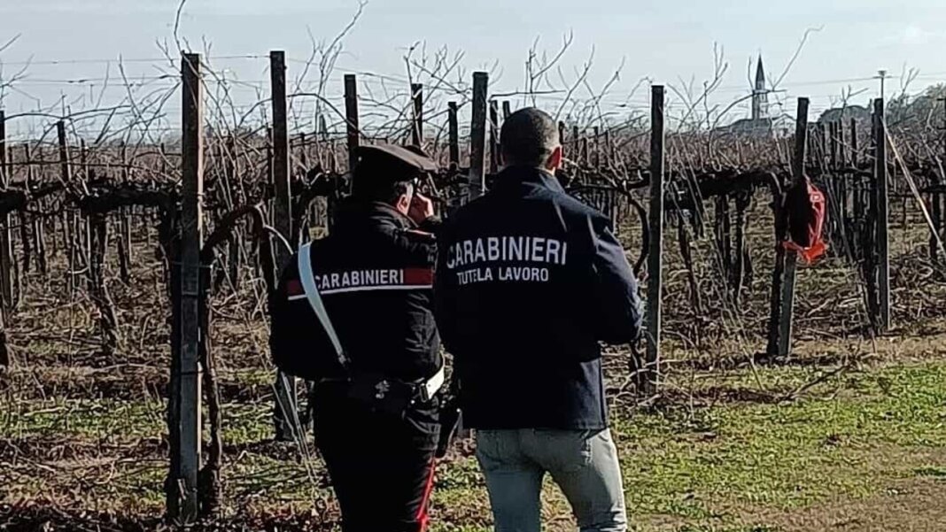 Lavoratori in nero impegnati nei vigneti: arrestato un imprenditore per caporalato