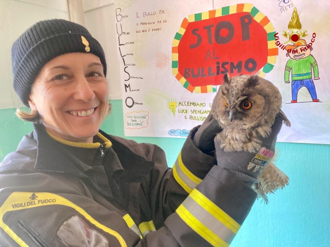 Piccolo rapace incastrato in una rete liberato dai vigili del fuoco di Grosseto