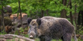 Morto dopo l’incidente con un cinghiale, Federagripesca: “Non è una tragica fatalità”