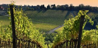 Politiche agricole e ricambio generazionale: il confronto istituzionale sul futuro del settore primario toscano Dall'agricoltura al vino fino all'industria: preoccupazione unanime per i dazi imposti dagli Usa