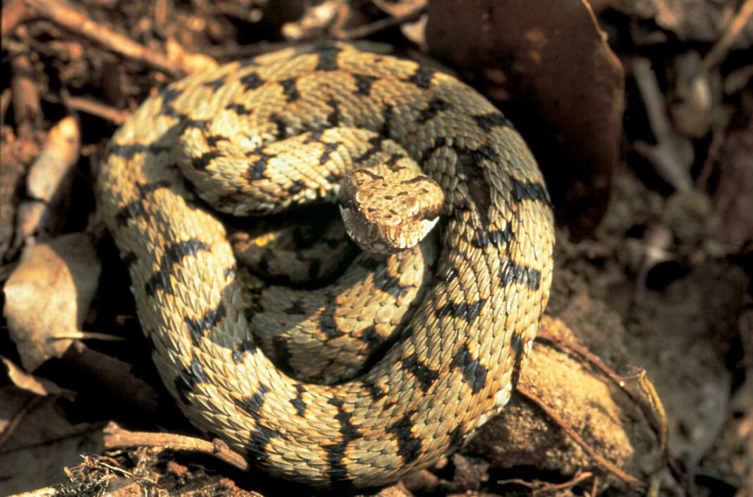 Morso da una vipera su un sentiero all'Elba: in elisoccorso a Grosseto