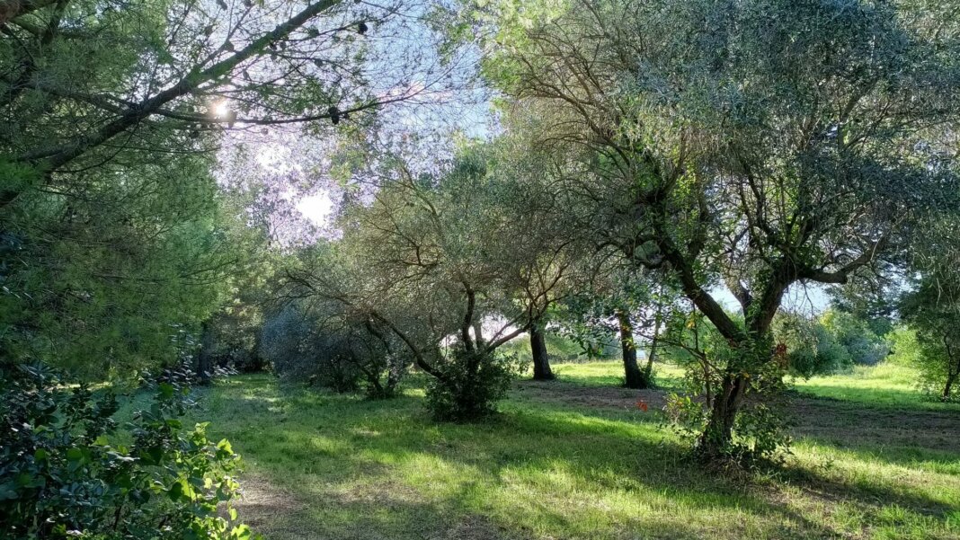 I familiari lo cercavano da ieri: trovato morto nei boschi di Rosignano un 27enne