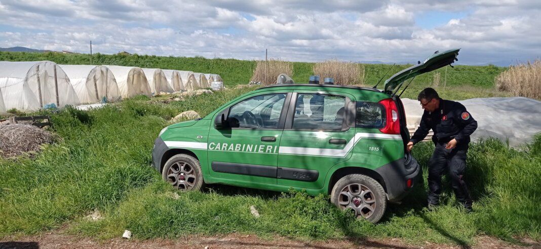 Distrutti all'inceneritore semi e fitofarmaci vanduti o detenuti in maniera irregolare
