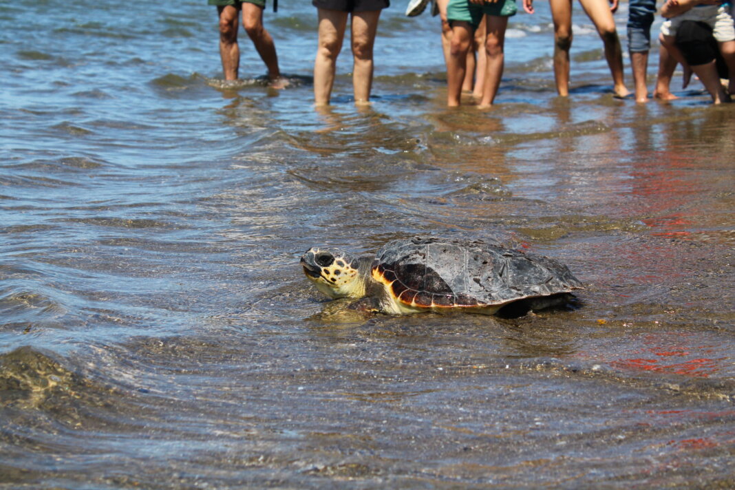 Liberato a Feniglia un esemplare di tartaruga Caretta Caretta