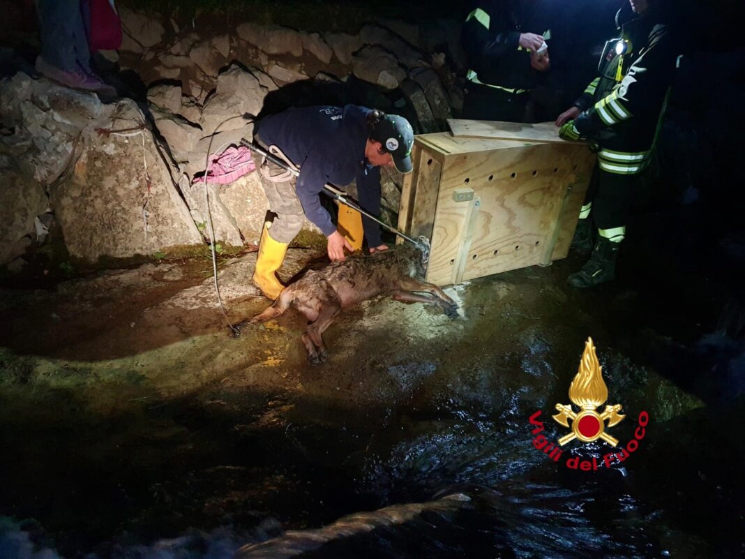 Lupo rimasto senza forze rischia di annegare nel torrente: salvato dai vigili del fuoco