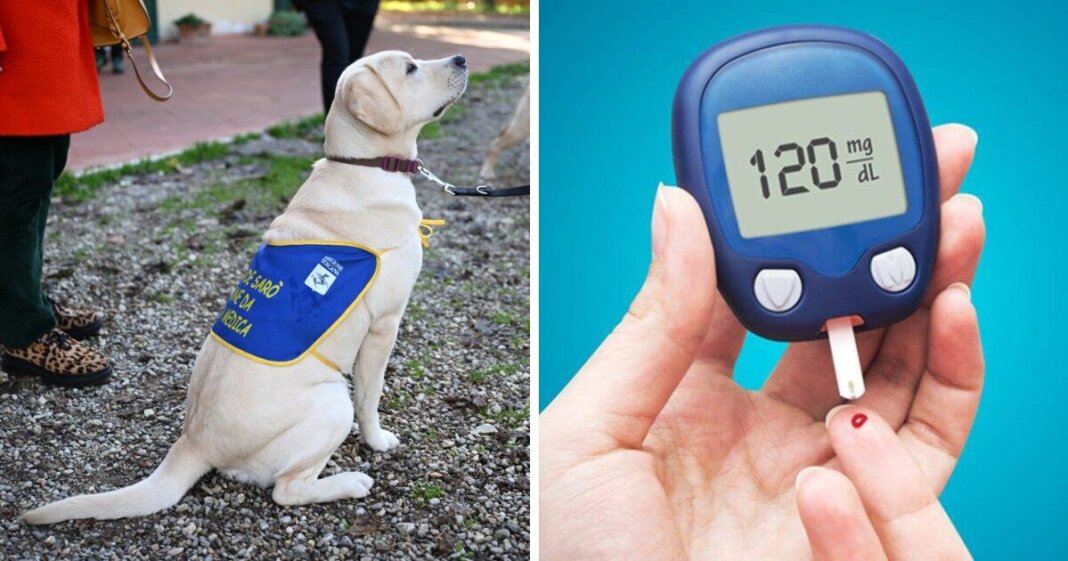 cani salvavita per diabetici