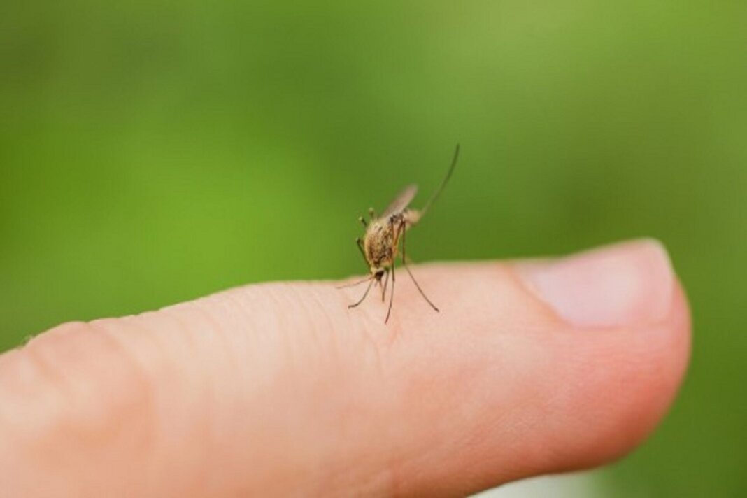 Un caso di dengue a Cascina: scatta la disinfestazione