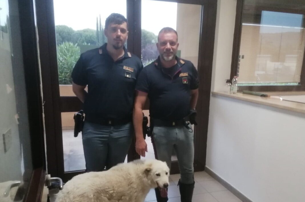 Agenti della Polstrada salvano un cane che rischia di essere travolto sulla A1