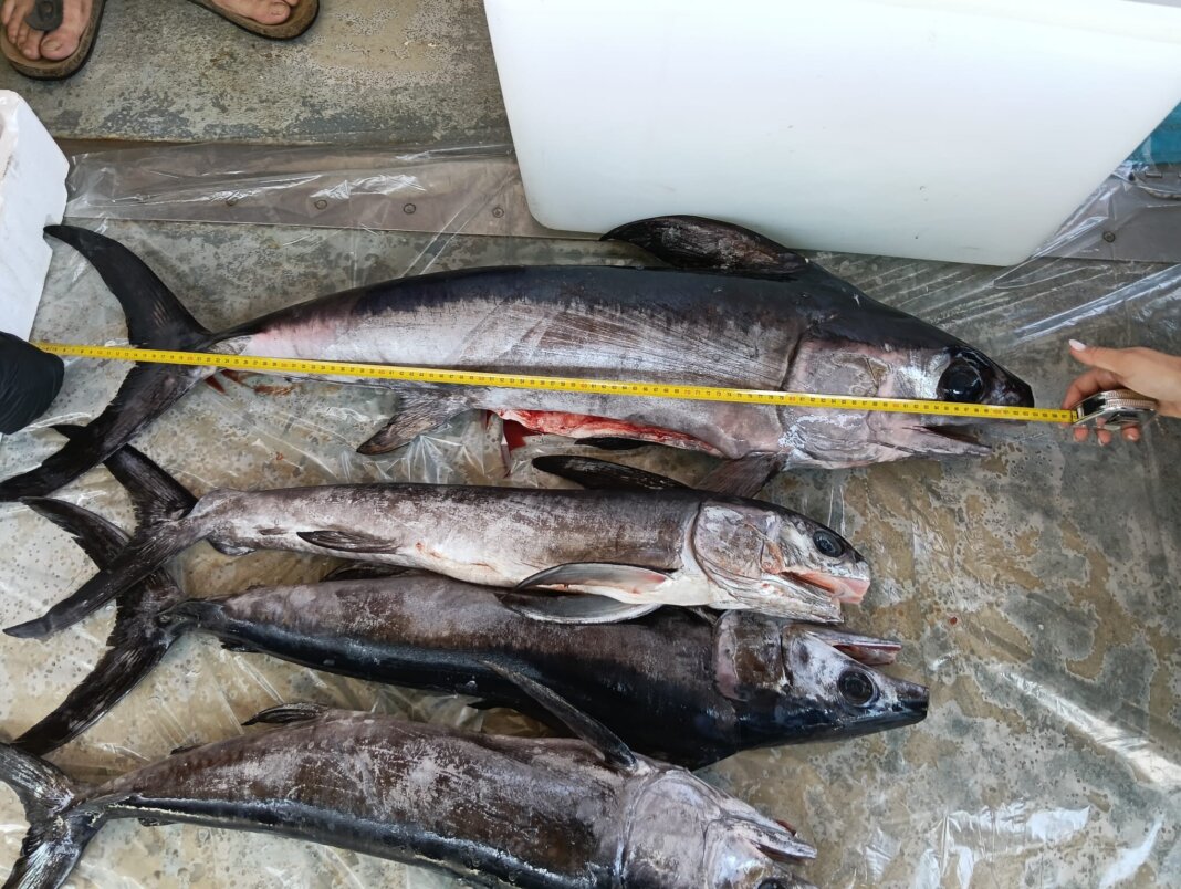 Reti illegali, ricci pescati nonostante il fermo e pesce spada fuori misura: multe e sequestri della Guardia Costiera