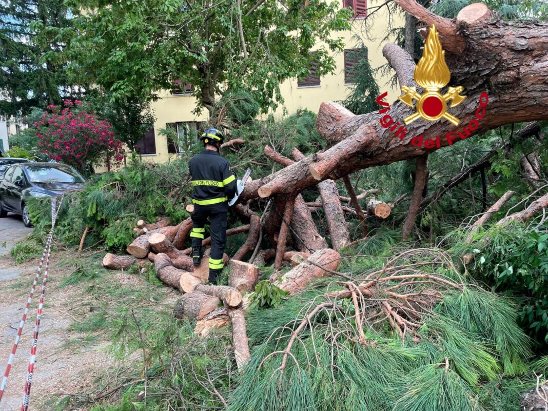 Crolla un pino in una resede condominiale, paura a Firenze