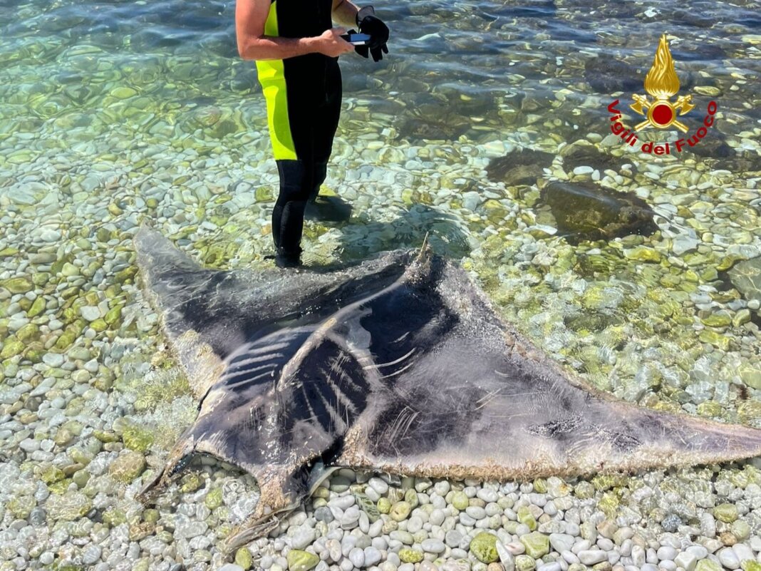Recuperato fra gli scogli di Marina di Pisa il cadavere di una manta