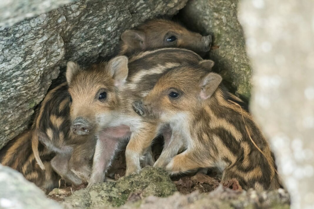 cuccioli di cinghiale
