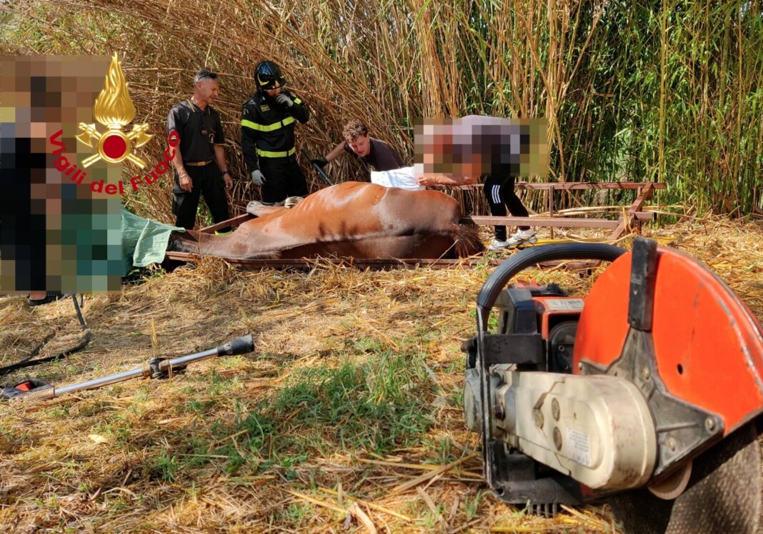 Cavallo salvato in via Volterrana a Firenze