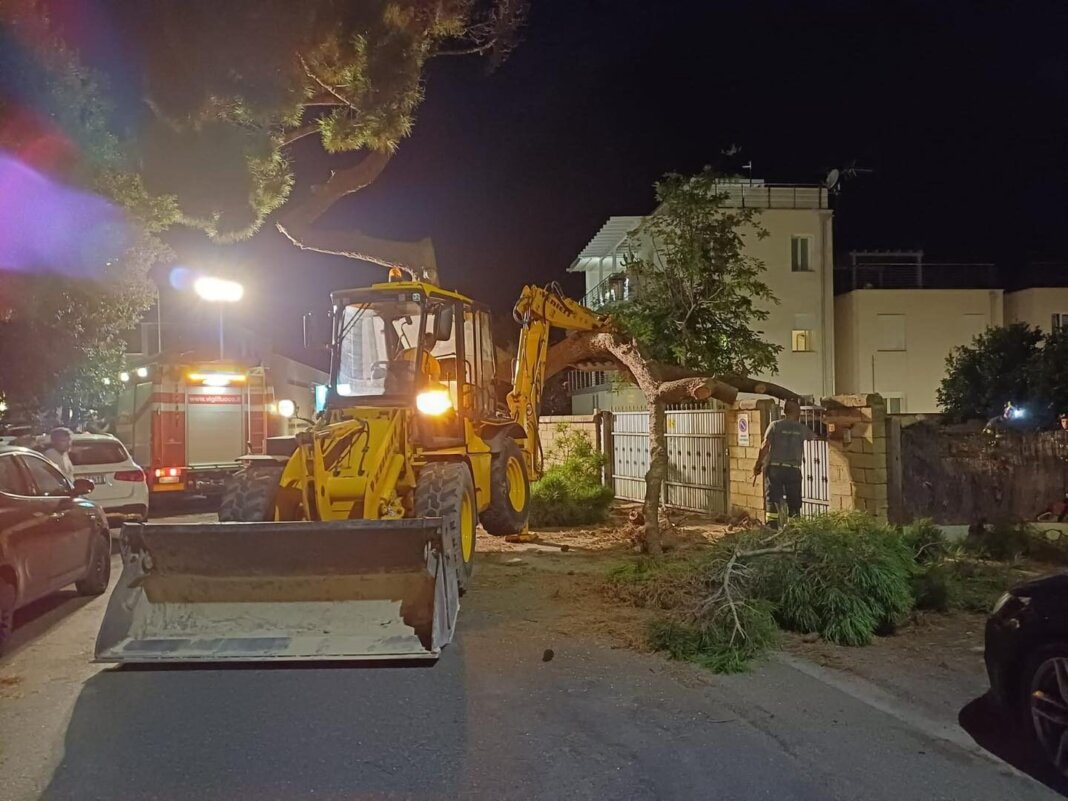 Crolla un grosso ramo di pino, paura a San Vincenzo