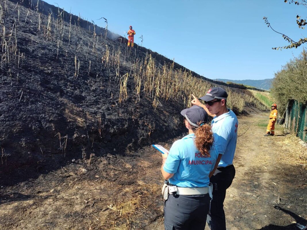 Incendio minaccia un recinto con dieci cani: salvati da vigili del fuoco e Vab