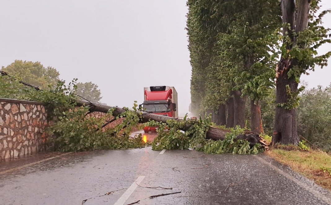 Allagamenti, disagi e alberi caduti: il maltempo d'agosto picchia forte in Toscana