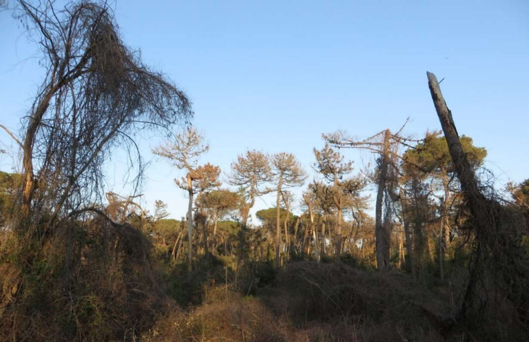 Cadavere in avanzato stato di decomposizione trovato in Pineta di Levante fra Vecchiano e Torre del Lago