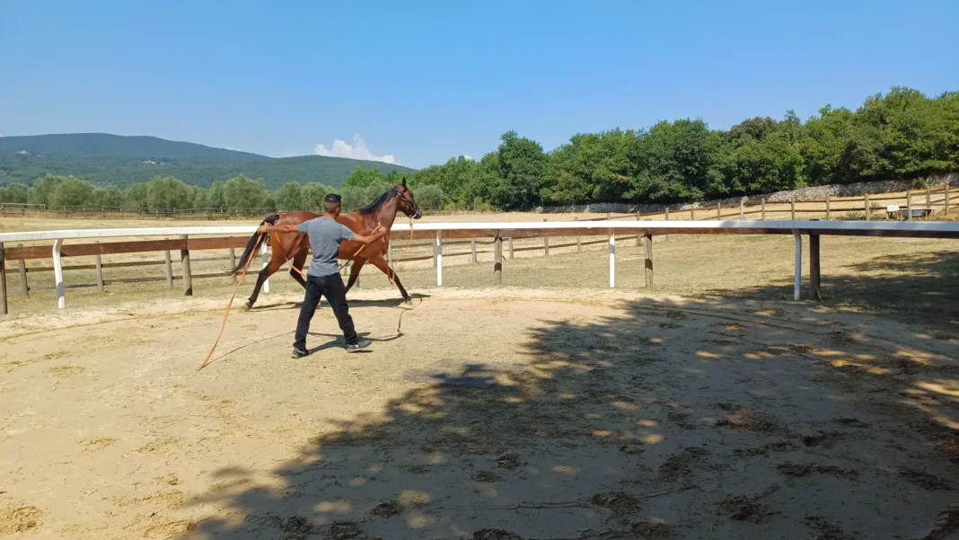 Previsite al Ceppo