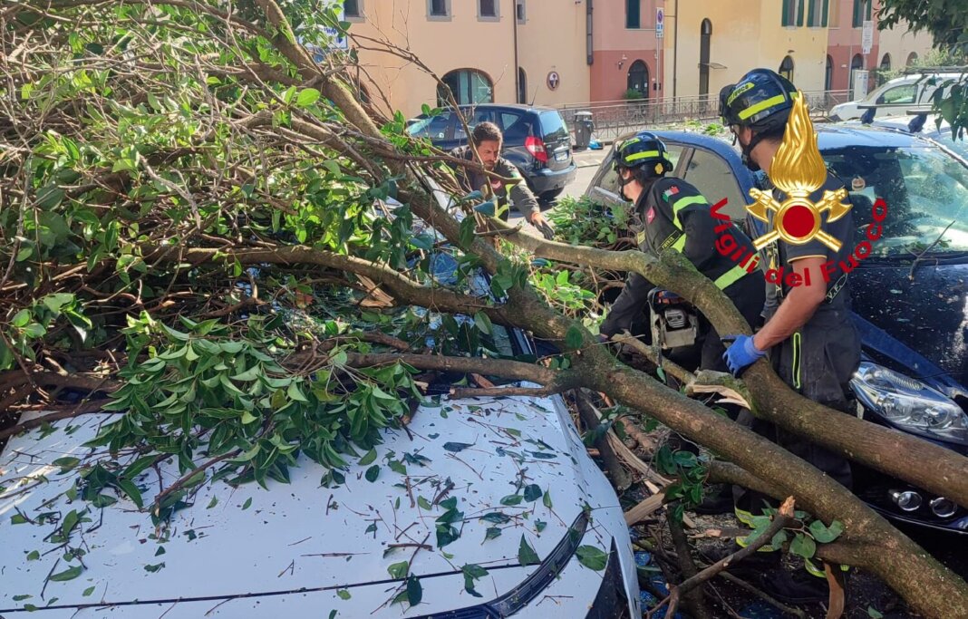 Vento forte, danni nell'Empolese: una pianta cade su una pensilina del bus
