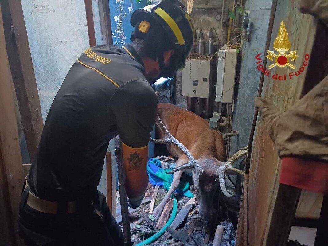 Cervo sfonda una tettoia e resta incastrato in un locale: liberato