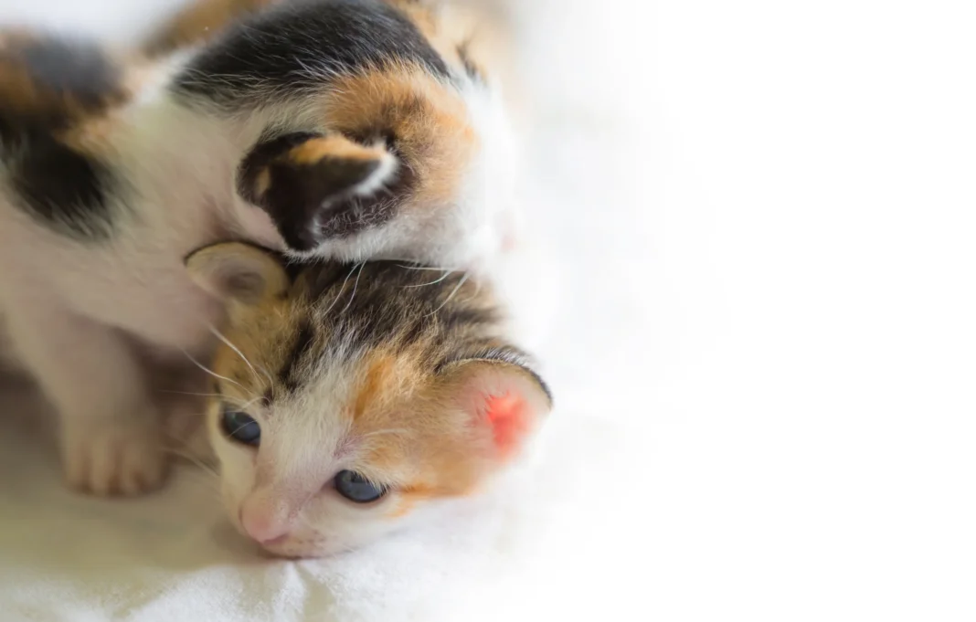 Gatti gettati nella spazzatura