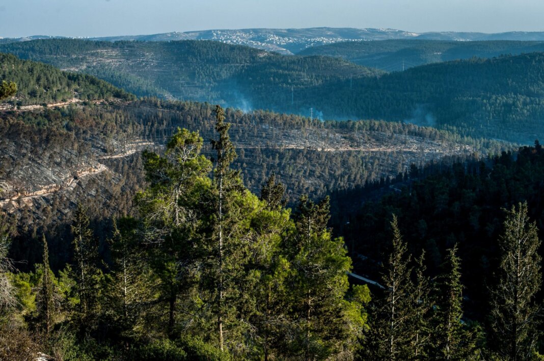 foreste europee assorbono meno CO2