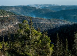 Foreste, boom di richieste per il bando prevenzione: Lucca e Massa fanno il pieno foreste europee assorbono meno CO2