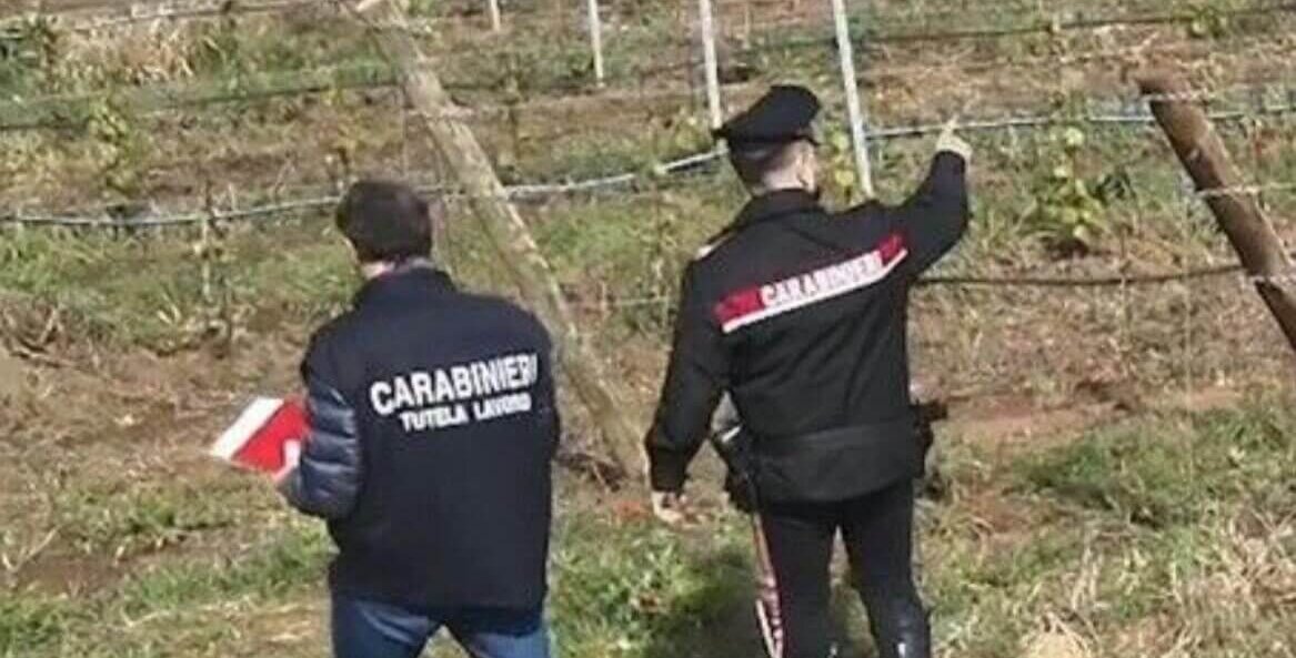 lavoratori al nero nei vigneti sulle colline del candia maximulta al titolare di un8217azienda agricola