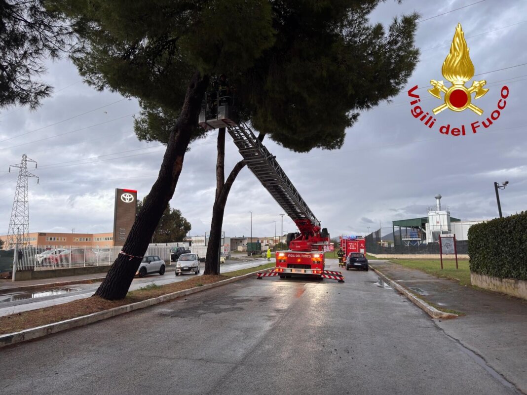 Alberi pericolanti e auto bloccate: superlavoro dei vigili del fuoco per il maltempo a Grosseto Alberi pericolanti e auto bloccate: superlavoro dei vigili del fuoco per il maltempo a Grosseto