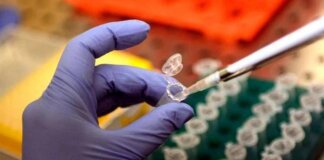 Cancro al polmone, studio italiano scopre meccanismo di resistenza all’immunoterapia