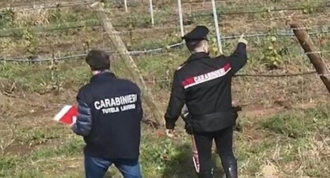 Lavoratori in nero nell'azienda agricola, denunciati due imprenditori