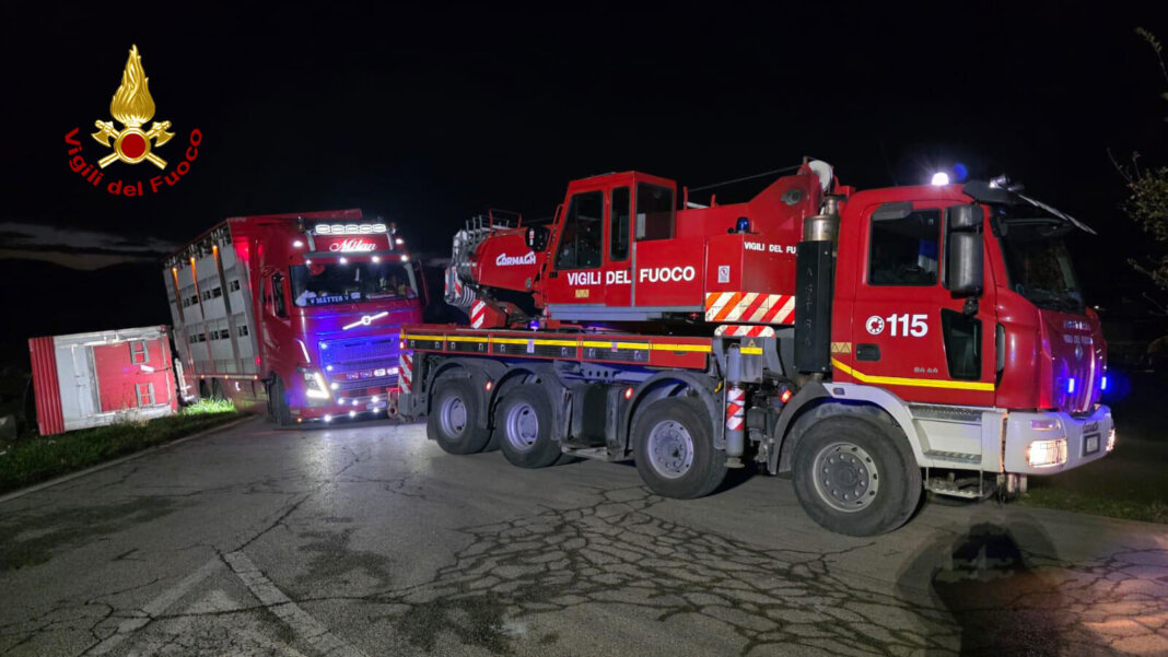 Si ribalta un rimorchio carico di animali vivi: feriti alcuni suini