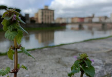 Non la solita app: ecco lo strumento scientifico per riconoscere le piante (e aiutare la ricerca) urbanflor