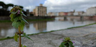 Non la solita app: ecco lo strumento scientifico per riconoscere le piante (e aiutare la ricerca) urbanflor