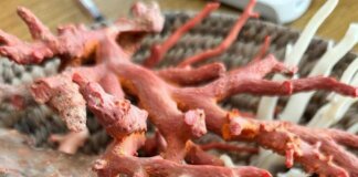 Ambiente, il corallo come ponte tra Italia e Tunisia: a Torre del Greco workshop su filiera