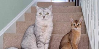 Cancro, la scoperta sui tumori dei gatti: lo studio e le nuove speranze